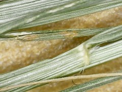 Eragrostis virescens