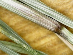 Eragrostis virescens