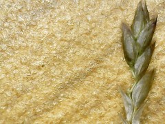 Eragrostis virescens