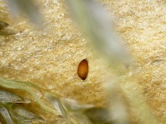 Eragrostis virescens