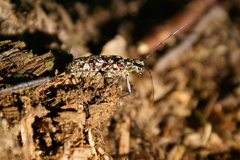 Monochamus marmorator