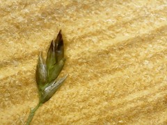 Eragrostis virescens