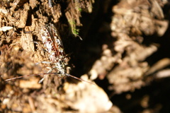 Monochamus marmorator