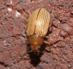 Colaspis brunnea