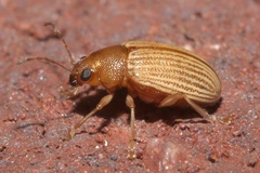 Colaspis brunnea