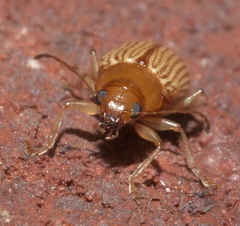 Colaspis brunnea