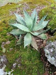 Agave wocomahi