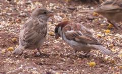 Passer domesticus indicus