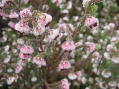 Erica lanata