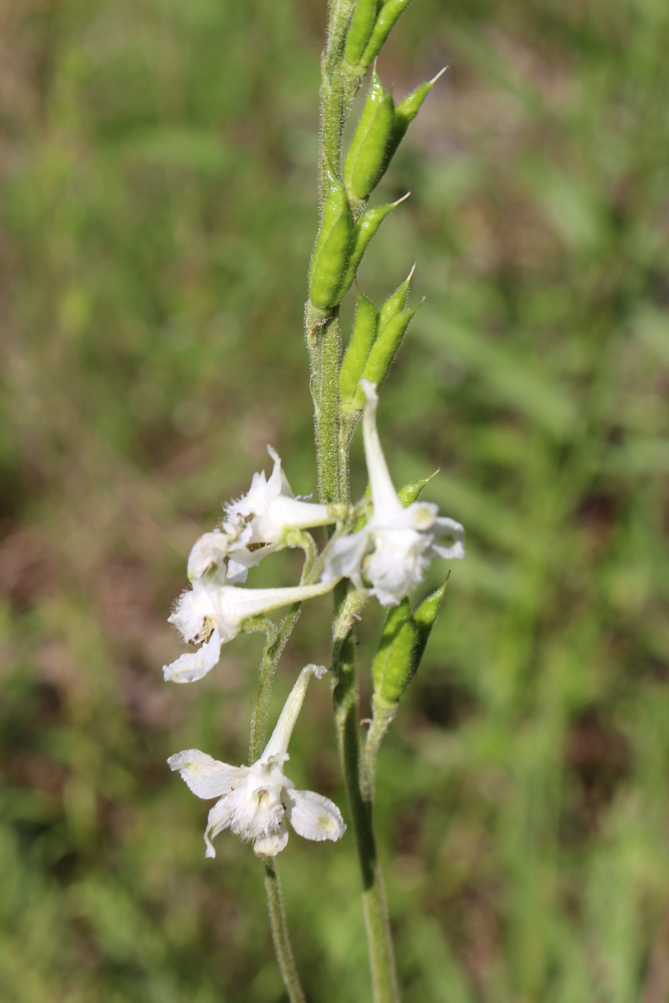 Delphinium carolinianum ssp. calciphilum