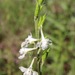 Delphinium carolinianum calciphilum - Photo (c) Ashley Morris,  זכויות יוצרים חלקיות (CC BY-NC), הועלה על ידי Ashley Morris