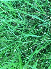 Bouteloua dactyloides