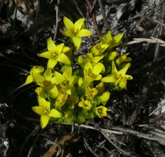 Sebaea sulphurea