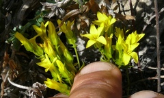 Sebaea sulphurea