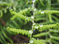 Gleichenia polypodioides