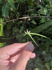 Rhynchospora radicans microcephala