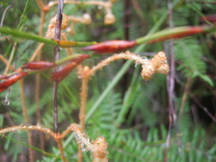 Gleichenia polypodioides