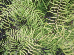 Gleichenia polypodioides