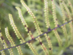 Gleichenia polypodioides