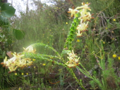 Gnidia oppositifolia