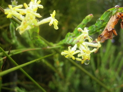 Gnidia oppositifolia