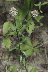 Polygala mariana