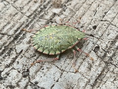 Chlorocoris distinctus