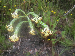 Gnidia oppositifolia