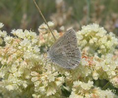 Satyrium semiluna