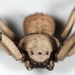Sixeyed Sicariid Spiders - Photo (c) Ivan Magalhaes, some rights reserved (CC BY-NC), uploaded by Ivan Magalhaes