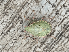 Chlorocoris distinctus