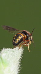 Anthidiellum perplexum