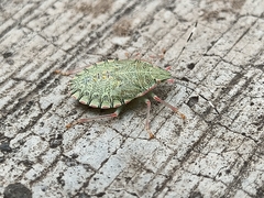 Chlorocoris distinctus