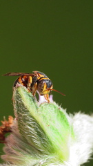 Anthidiellum perplexum