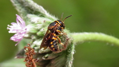 Anthidiellum perplexum