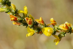 Aspalathus ericifolia ericifolia