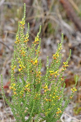 Aspalathus ericifolia ericifolia