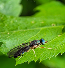 Merosargus caeruleifrons