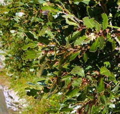 Morella diversifolia