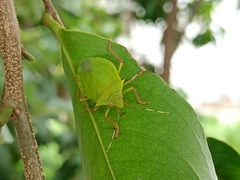 Chlorocoris distinctus