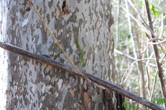 Phelsuma kochi
