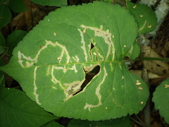 Scrobipalpula manierreorum