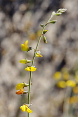 Lebeckia