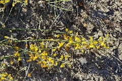 Lebeckia