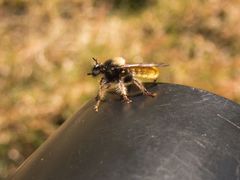 Laphria flava