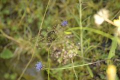 Jasione laevis