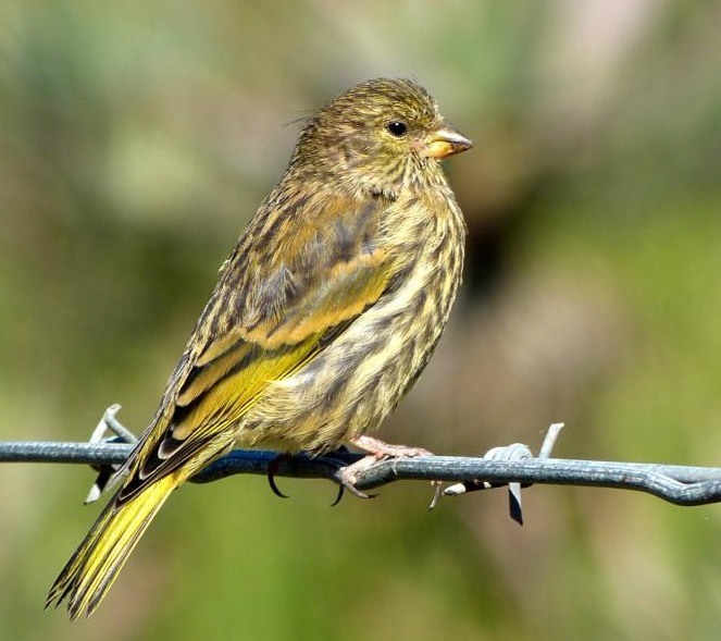 Cape Canary