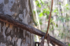Phelsuma kochi