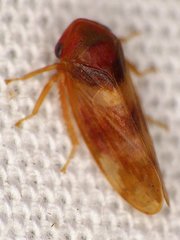 Macropsis basalis