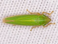 Draeculacephala angulifera